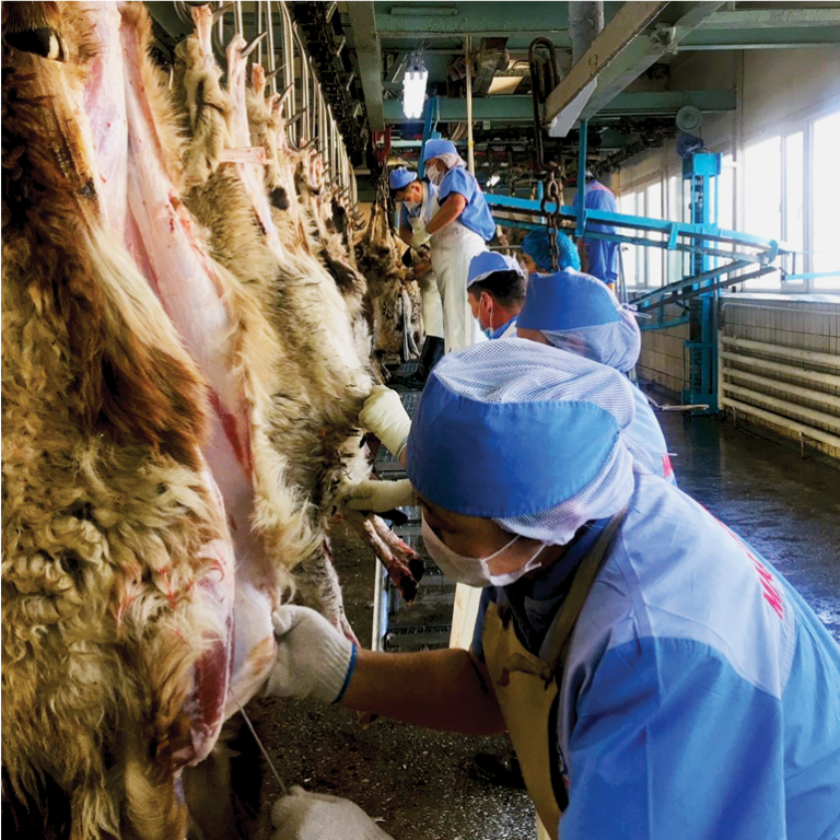 » ISLAMIC SLAUGHTER